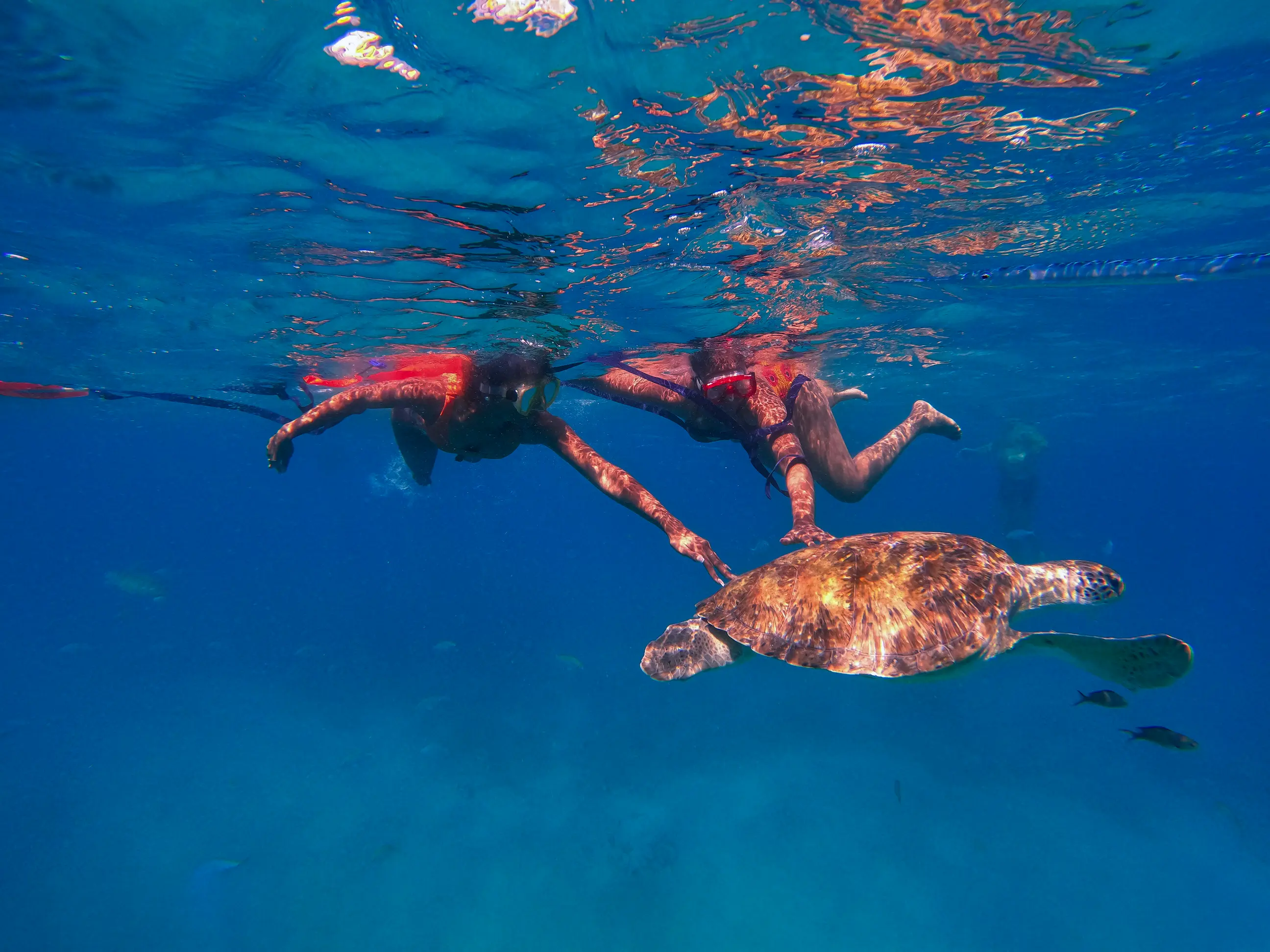 Snorkeling with Turtles